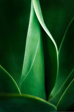 Close up of centre spike of agave beautifully lit