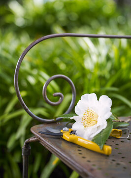 White camellia flower and secateurs resting on old metal seat in garden