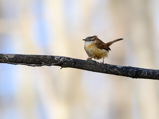 Carolina Wren perched on tree branch in spring