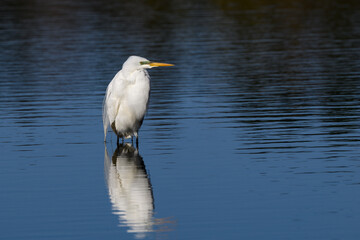 Great Egret with reflection standing in blue water