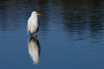 Great Egret with reflection standing in blue water