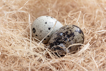 Two Raw quail eggs in a nest. Farming product, copy space