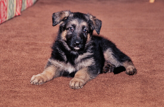 German shepherd puppy on brown carpet