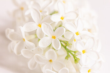 Fototapeta na wymiar Beautiful white lilac flowers branch on a white background, natural spring background, soft selective focus. White floral background,