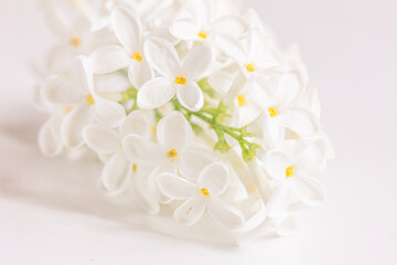 Fototapeta na wymiar White lilac flowers branch on a white background, natural spring background, soft selective focus, copy space. White floral background,