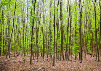 Narrow trunks and fresh green leaves of beech trees in a forest in Eifel National Park, Germany.