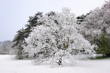 Winter view of a lone tree covered with a fresh layer of snow