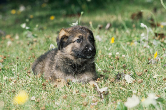 German shepherd puppy in grass field
