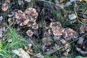 mushrooms in the grass in the forest, mushroom picking in autumn, mushrooms camouflaged. High quality photo