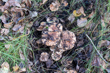 mushrooms in the grass in the forest, mushroom picking in autumn, mushrooms camouflaged. High quality photo