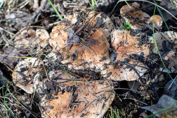 mushrooms in the grass in the forest, mushroom picking in autumn, mushrooms camouflaged. High quality photo