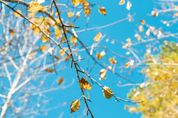 bare branches in autumn, remnants of yellow leaves in late autumn, bottom-up view. High quality photo