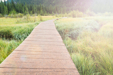 a wooden path through the swamp. A beautiful tourist wooden plank trail, for hiking in nature. A tourist on the trail. Hiking in the wild. Active recreation in the fresh air.