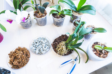 orchid transplanting, woman transplanting houseplants, houseplants are easy to care for, Beautiful orchid plant transplanted into new soil from pine bark on the background of a wooden table © Антон Скрипачев