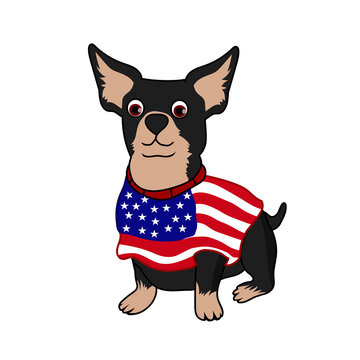 Patriotic Chihuahua isolated on white background