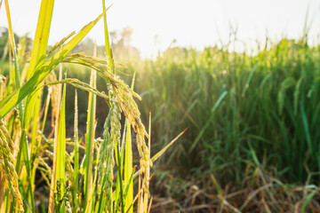 Close up rice plants yield ripening growing waiting for harvest