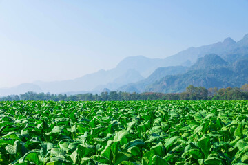 .Raw tobacco leaves in tobacco farms