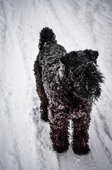 dog in snow