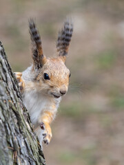 A squirrel with a fashionable hairstyle and lush wavy tassels on its ears.