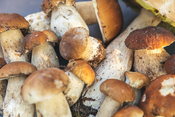 Autumn fall composition. Raw edible mushrooms Penny Bun on dark black stone shale background. Ceps over gray table. Cooking delicious organic mushroom gourmet food. Flat lay, top view