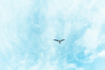 Birds flying in the sky.