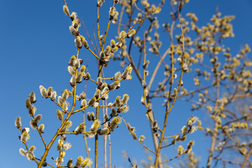 willow flowers on a background of blue sky