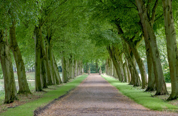 Baumallee bei Schloss Lütetsburg, Ostfriesland