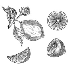 Hand drawn vector illustration - Collections of Lemons. Blossom plant with leaves