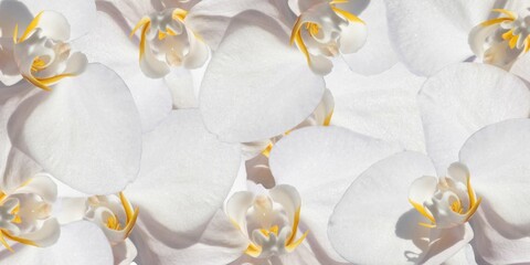 beautiful background of white orchid flowers, collage
