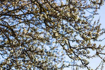 Close up of decorative cherry flowers in small clusters on a cherry tree branch