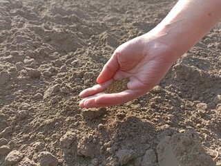 Sowing dill seeds. Planting. Sow, sowing.  Sowing campaign in Ukraine. Farmer in field