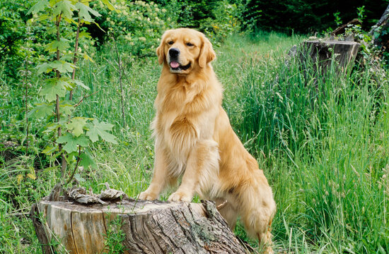 Golden Retriever on tree stump