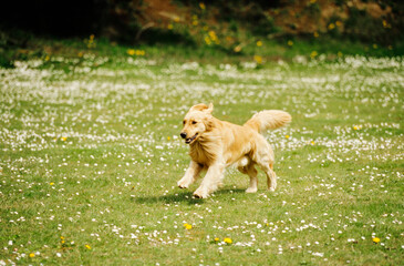 Golden Retriever running in field