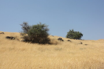 Obraz premium arbustes verdoyant dans un paysage sec, israel