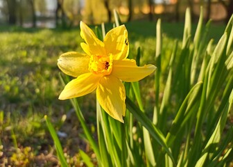 Narcissus jonquilla, commonly known as jonquil or rush daffodil