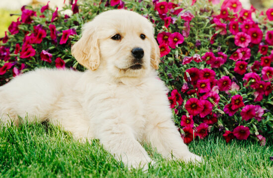 Golden Retriever puppy in grass in front of flowers