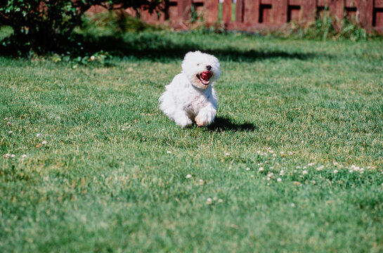 West Highland White Terrier outdoors running in grassy lawn