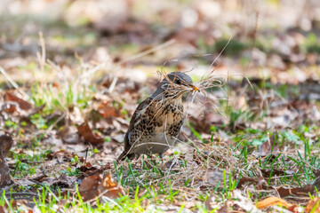Fieldfare, Turdus pilaris, holds grass in its beak to build a nest