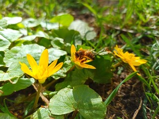 Ficaria verna (formerly Ranunculus ficaria L.), commonly known as lesser celandine or pilewort, fig buttercup