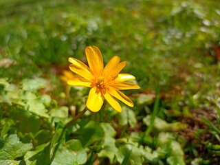 Ficaria verna (formerly Ranunculus ficaria L.), commonly known as lesser celandine or pilewort, fig buttercup