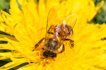 Detail closeup of honeybee, Apis Mellifera, european, western honey bee covered in pollen on yellow Dandelion flower. Selective focus, blured background