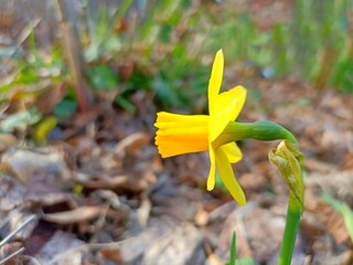Narcissus jonquilla, commonly known as jonquil or rush daffodil