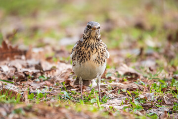 Fieldfare, Turdus pilaris, on a sprng lawn.