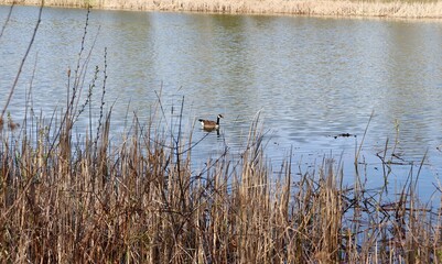 The goose swimming in the lake on a sunny day.