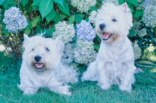 West Highland White Terriers sitting in front of hydrangeas