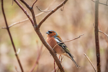 Common chaffinch, Fringilla coelebs, sits on a tree. Common chaffinch in wildlife.