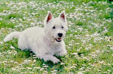 West Highland White Terrier in grass and white flowers