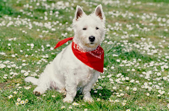 West Highland White Terrier Wearing Red Bandana In Grass And White Flowers