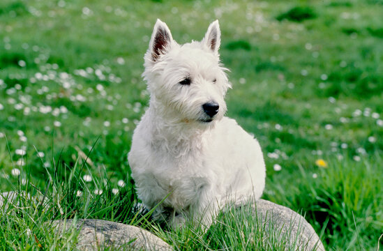 West Highland White Terrier sitting on rock in grass and white flowers