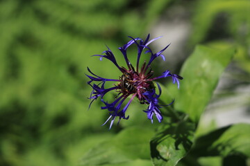 Fleurs de montagne © Benoit